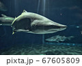 大洗水族館のサメ 67605809