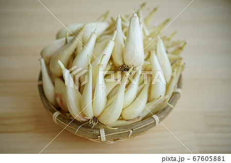 らっきょう漬け らっきょう漬け 67605881