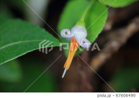 アクシバの花 アクシバの花 67606490