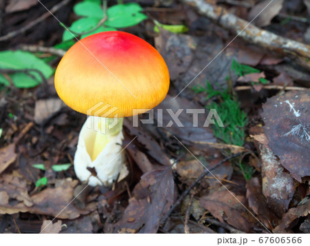 タマゴタケ 67606566