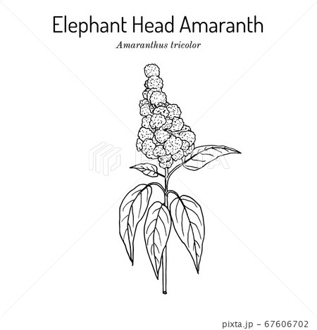 Elephant-head amaranth Amaranthus gangeticus, or 67606702
