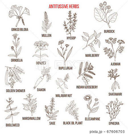 Best antitussive herbs set 67606703