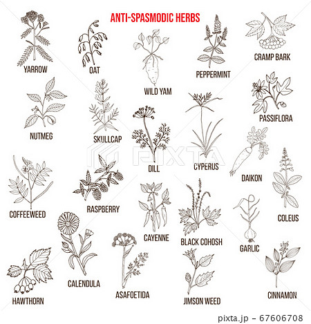 Best antispasmodic herbs collection Best antispasmodic herbs collection 67606708