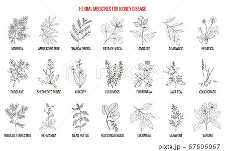 Best herbs for kidney disease 67606967