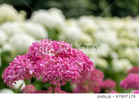 岩手県一関市みちのくあじさい園のピンク色の紫陽花の写真素材