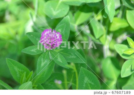 ムラサキツメクサ 67607189