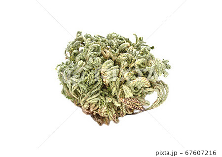 復活草 復活草 67607216