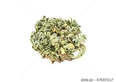 復活草 67607217