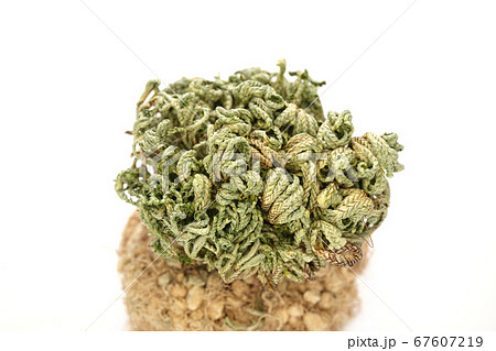 復活草 復活草 67607219