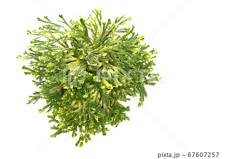 復活草 67607257