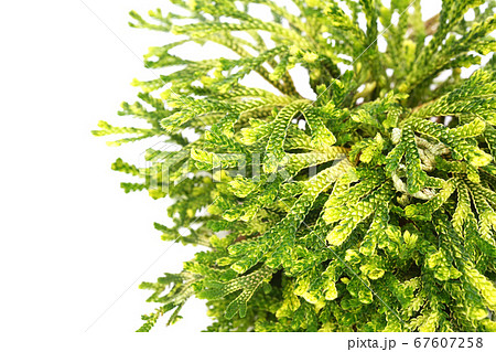 復活草 67607258
