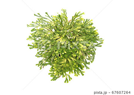 復活草 67607264
