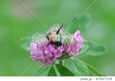 ムラサキツメクサにマメコガネ ムラサキツメクサにマメコガネ 67607356