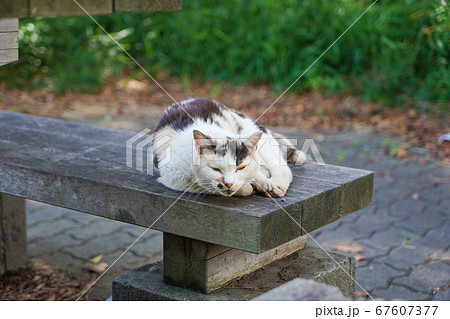 ベンチの上で寝そべる野良猫 ベンチの上で寝そべる野良猫 67607377