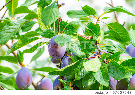 木に生っているプラム　スモモ　【山梨県】 67607548