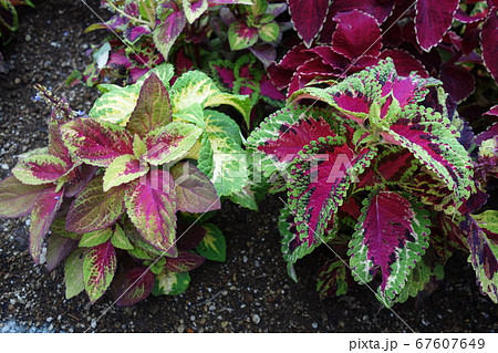 初夏のカラフルなコリウスの葉 67607649