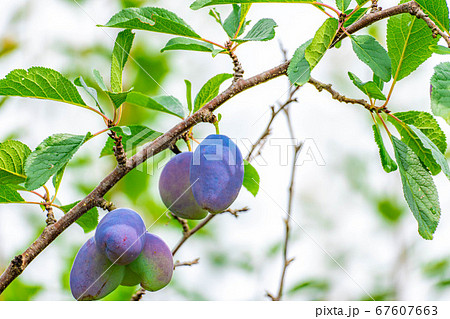 木に生っているプラム　スモモ　【山梨県】 67607663