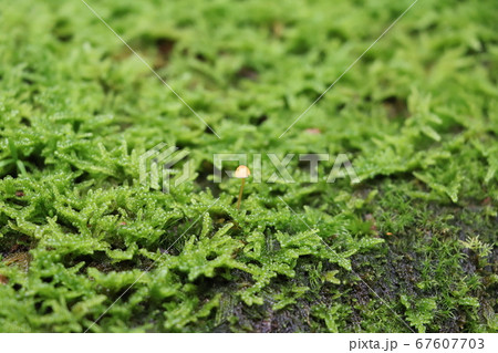 一面に広がるライトグリーンの苔絨毯に出てきた1本のキノコ 67607703