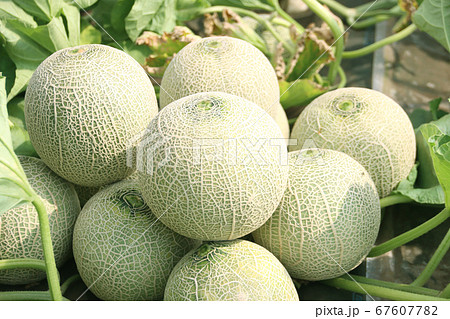 メロンの収穫 品種 クインシーの写真素材