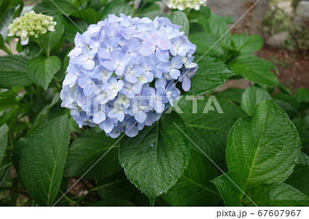 雨に濡れた6月の紫陽花の花 雨に濡れた6月の紫陽花の花 67607967