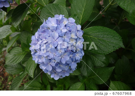 雨に濡れた6月の紫陽花の花 67607968