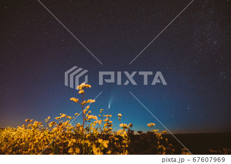 Europe. 18 July 2020. Comet Neowise C/2020 F3 In Night Starry Sky Above Flowering Buckwheat Agricultural Field. Night Stars In July Month. Europe. 18 July 2020. Comet Neowise C/2020 F3 In Night Starry Sky Above Flowering Buckwheat Agricultural Field. Night Stars In July Month. 67607969