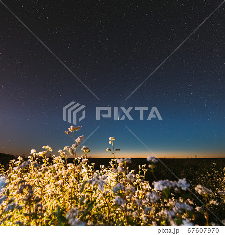 Europe. 18 July 2020. Comet Neowise C/2020 F3 In Night Starry Sky Above Flowering Buckwheat Agricultural Field. Night Stars In July Month. Europe. 18 July 2020. Comet Neowise C/2020 F3 In Night Starry Sky Above Flowering Buckwheat Agricultural Field. Night Stars In July Month. 67607970