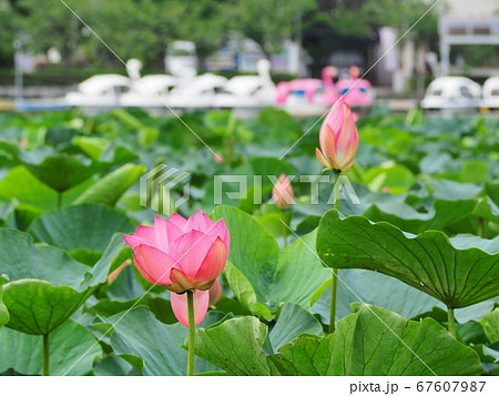 静岡県　蓮の花咲く蓮華寺池公園　7月 67607987