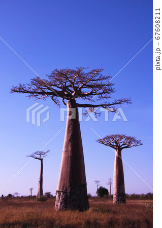 マダガスカルのバオバブ 67608211