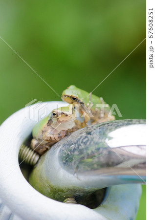 蛇口ニップルに入って遊ぶ小さなアマガエル 蛇口ニップルに入って遊ぶ小さなアマガエル 67608251