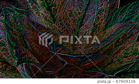 close up top view leaf with vein pattern . close up top view leaf with vein pattern . 67609116