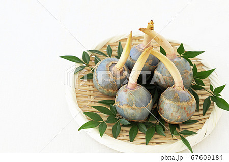 くわい くわい 67609184