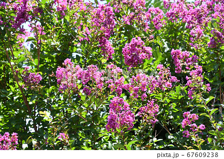 サルスベリの花 67609238