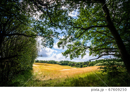 Meadow in a forest in rural surroundings 67609250
