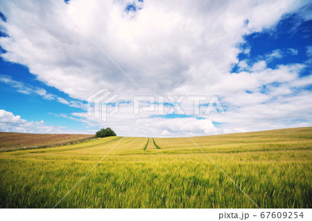 Wheat crops on a field in the summer 67609254
