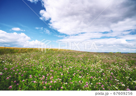 Clover field with wildflowers in the summer Clover field with wildflowers in the summer 67609256
