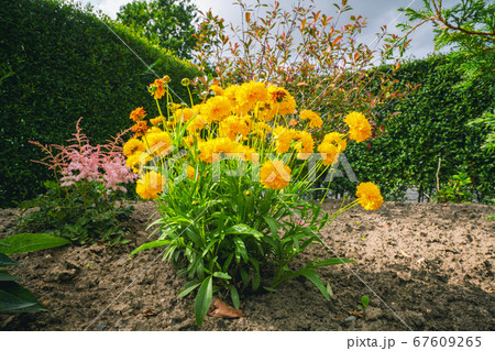 Yellow flowers in a garden in the summer Yellow flowers in a garden in the summer 67609265
