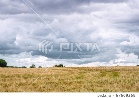 Dark clouds over a field of wheat grain 67609269