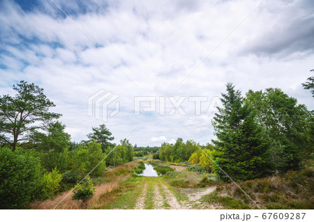 Flooded dirt road in wild nature Flooded dirt road in wild nature 67609287