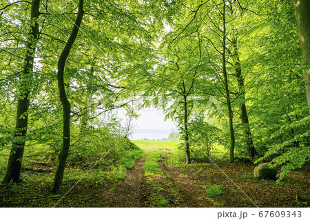 Green beech forest in the spring with a nature 67609343