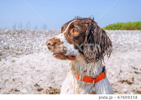Springer spaniel dog with wet fur by a beach Springer spaniel dog with wet fur by a beach 67609358