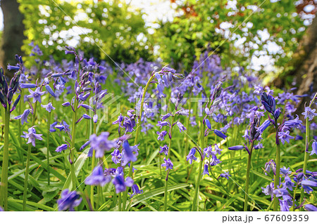 Bluebell flowers on a wild meadow Bluebell flowers on a wild meadow 67609359