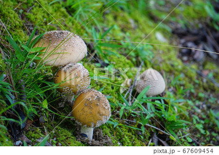 野生のきのこ 67609454