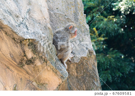 絶壁の岩場に貼り付いて下を見る猿 67609581