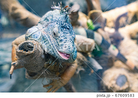 木の枝に寝そべる爬虫類・イグアナのイメージ 木の枝に寝そべる爬虫類・イグアナのイメージ 67609583