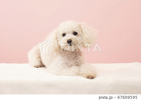 微笑む白いトイプードル 67609595