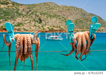 Fresh octopus drying on rope on sun with turquoise Aegean sea on background, Crete island, Greece Fresh octopus drying on rope on sun with turquoise Aegean sea on background, Crete island, Greece 67610205