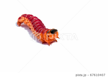 Bright colourful caterpillar on a white background Bright colourful caterpillar on a white background 67610407