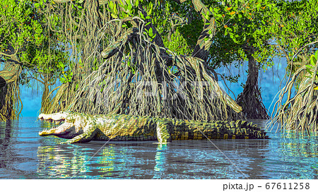 Red mangroves on Florida coast 3d rendering 67611258