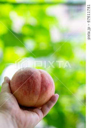 桃狩り 桃 桃狩り 桃 67611781